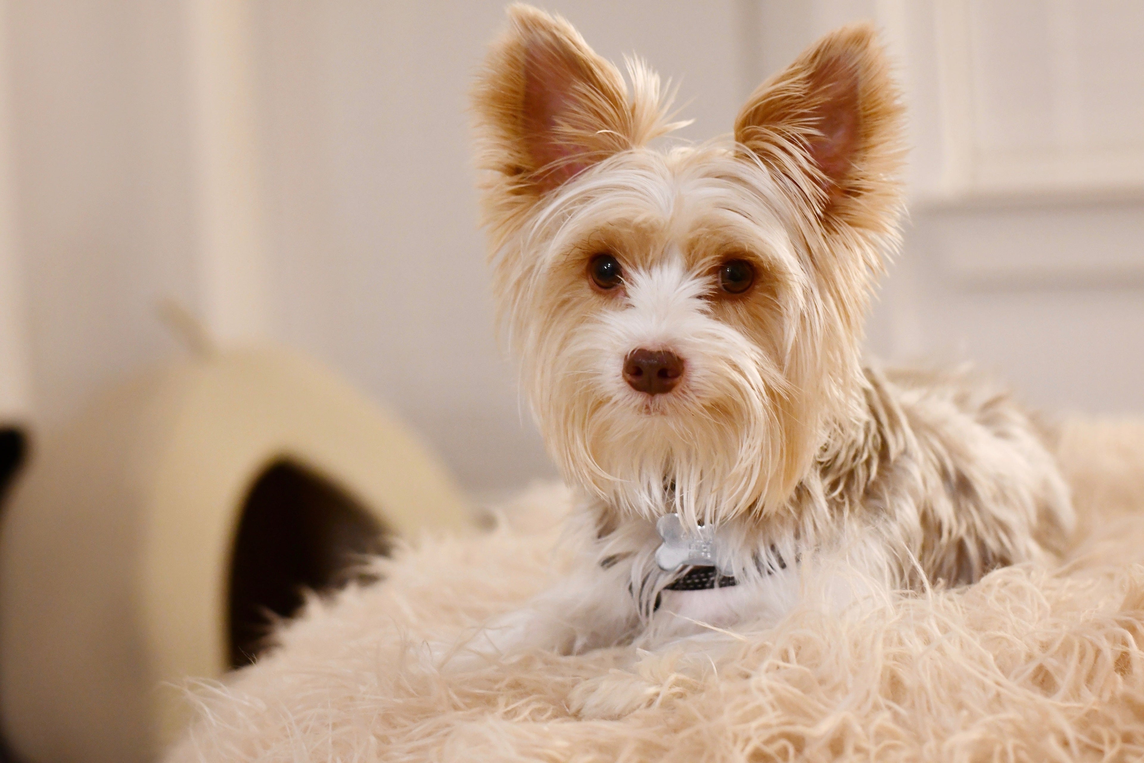 Effizientes Welpentraining für frischgebackene Hundeeltern in Wien