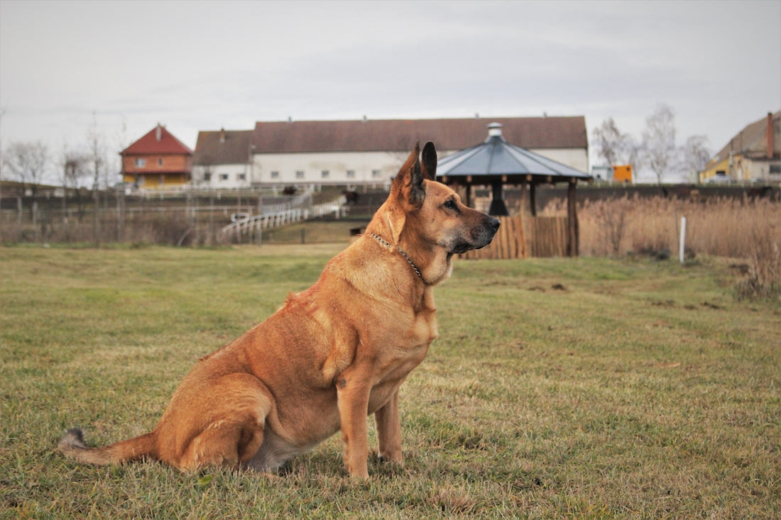brown dog sitting on ground