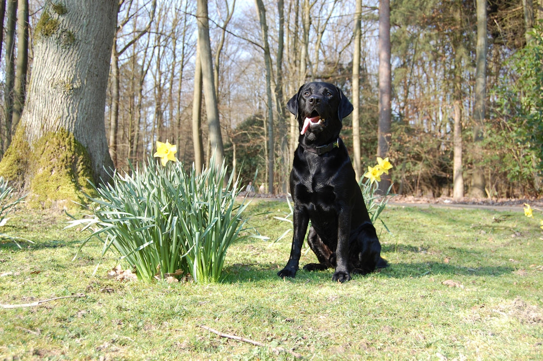 black labrador retriever sitting on ground near green grass during daytime