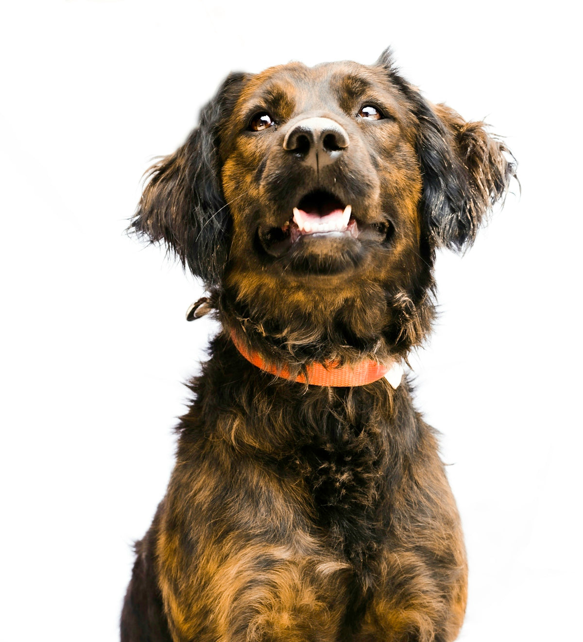 brown and black short coated dog