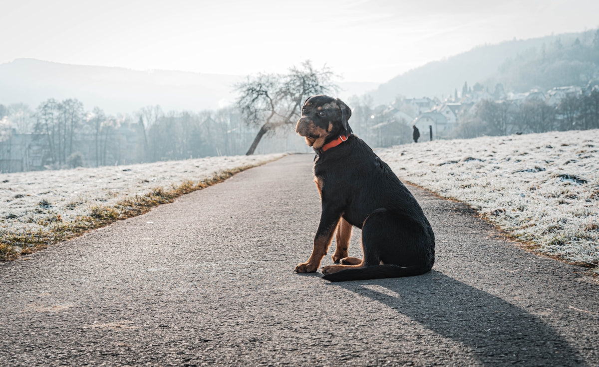 a dog sitting on the side of a road