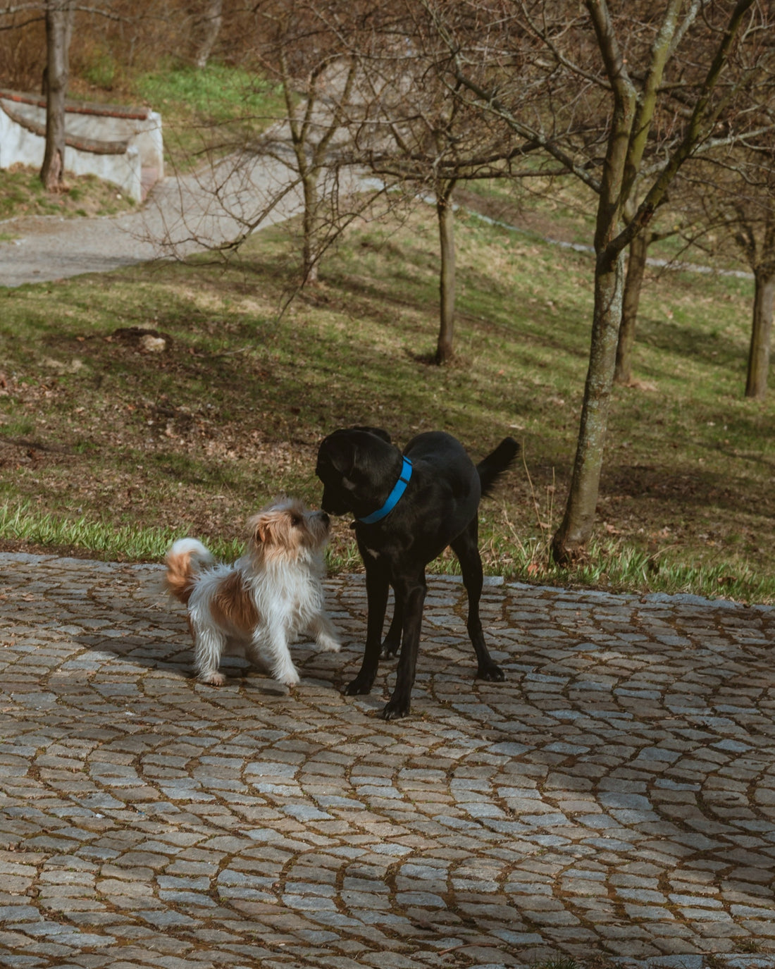a couple of dogs standing next to each other