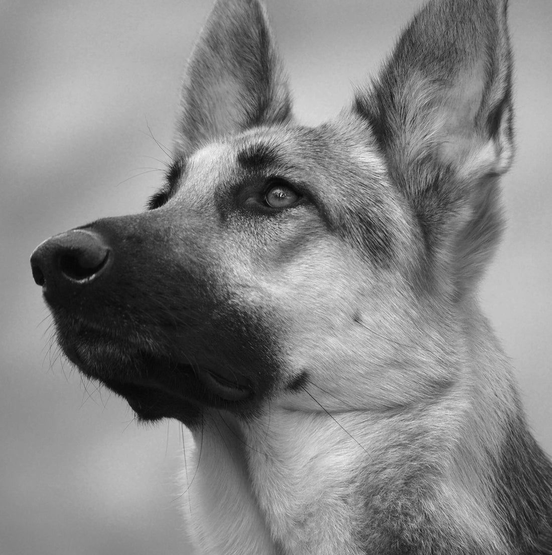 a black and white dog