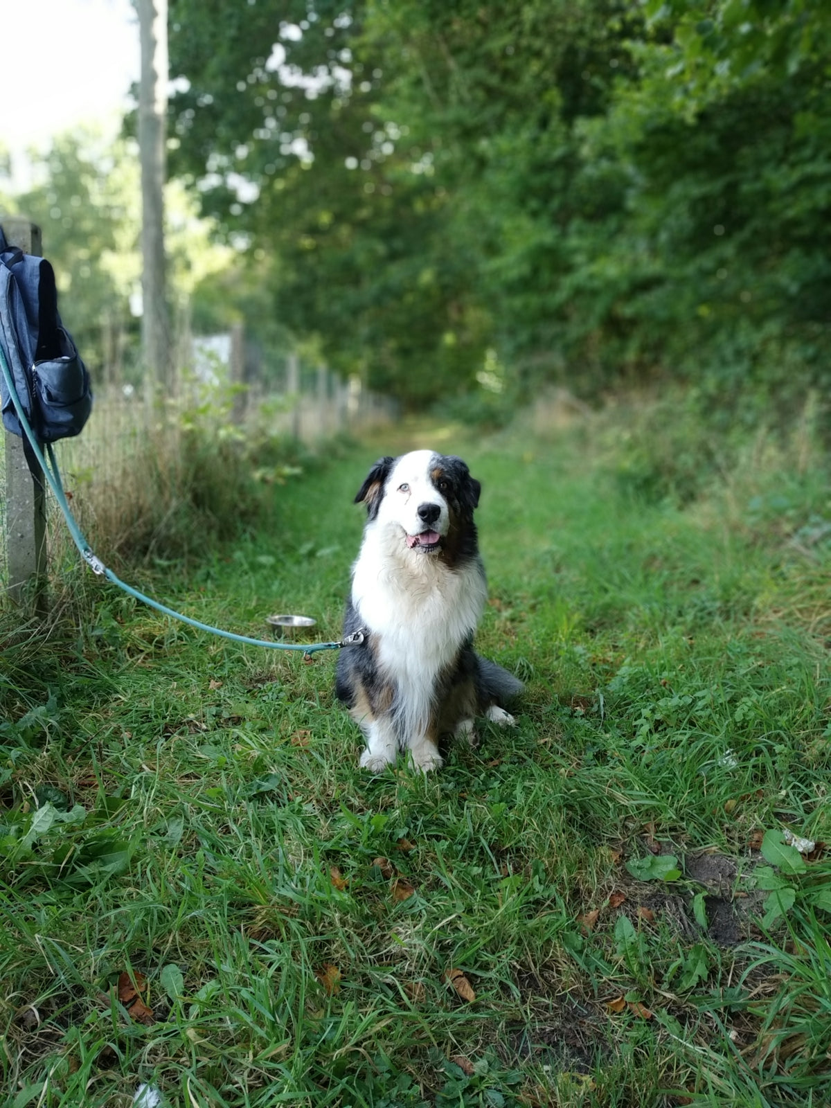 a dog sitting on grass