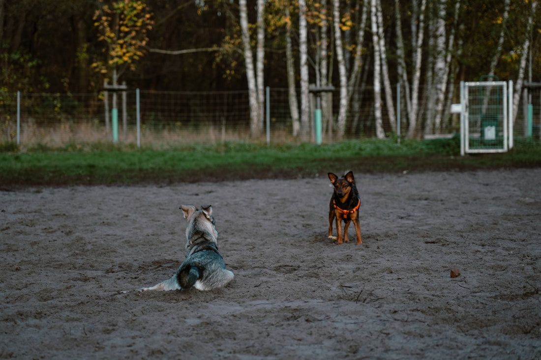 two dogs playing in a dirt field