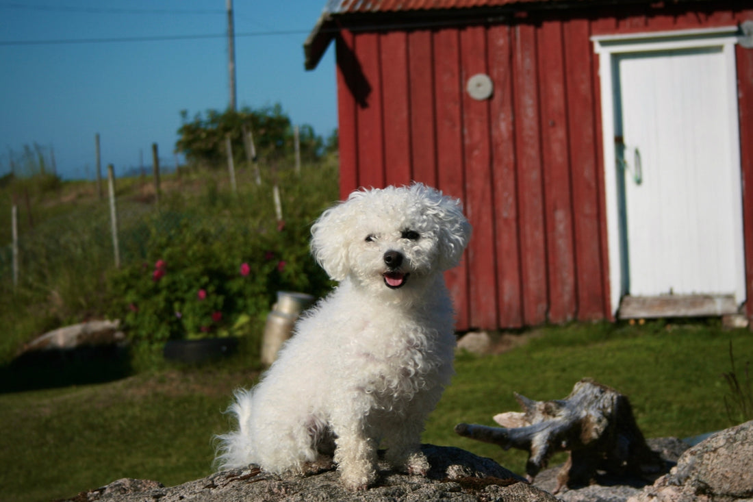 a small white dog sitting on top of a rock