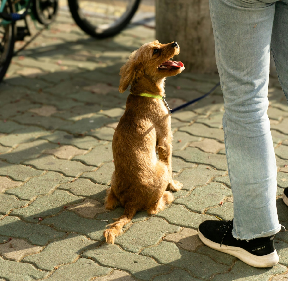 a brown dog sitting on top of a stone floor next to a person