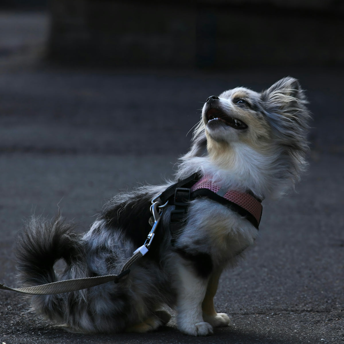 A small dog with a leash on it's neck
