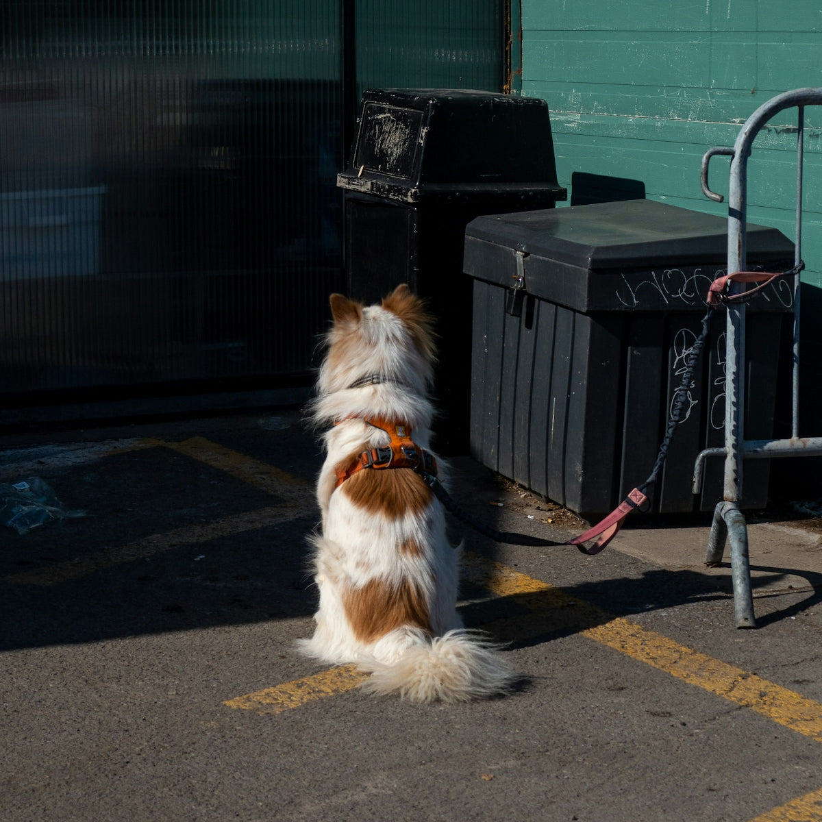 A brown and white dog sitting on top of a parking lot
