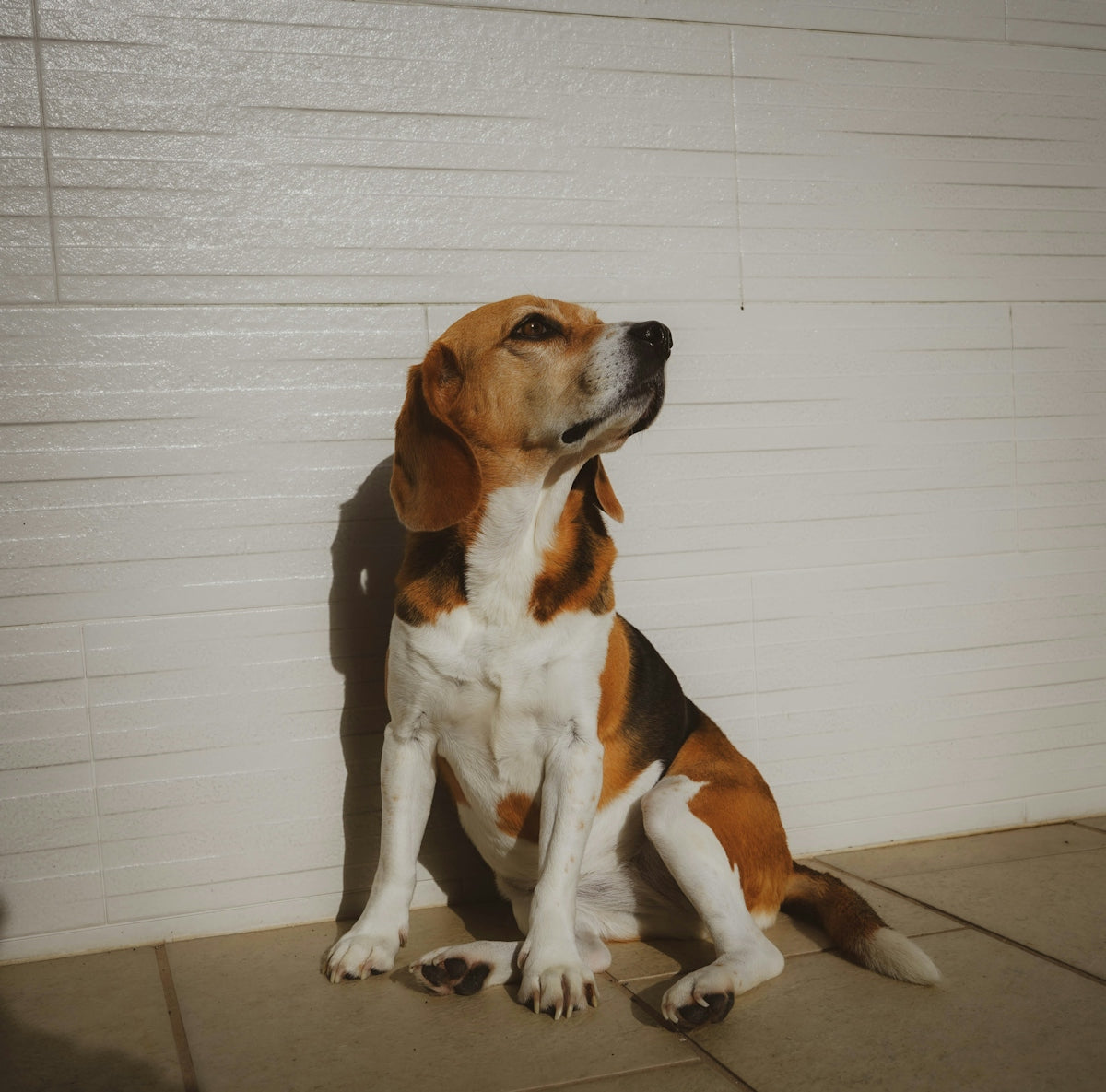 A brown and white dog sitting next to a white wall