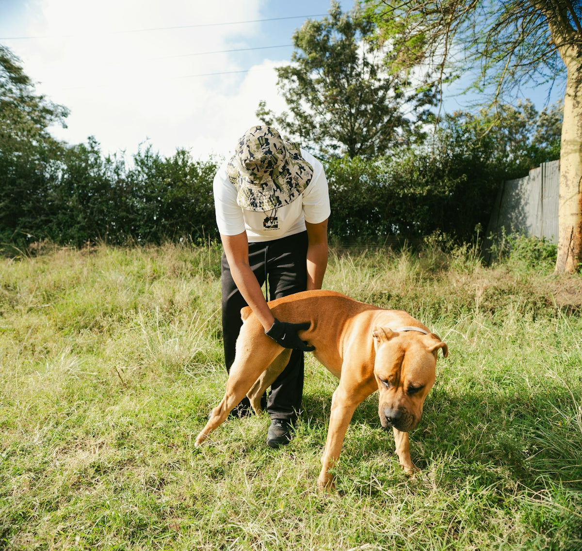 A person is examining a dog's rear leg.