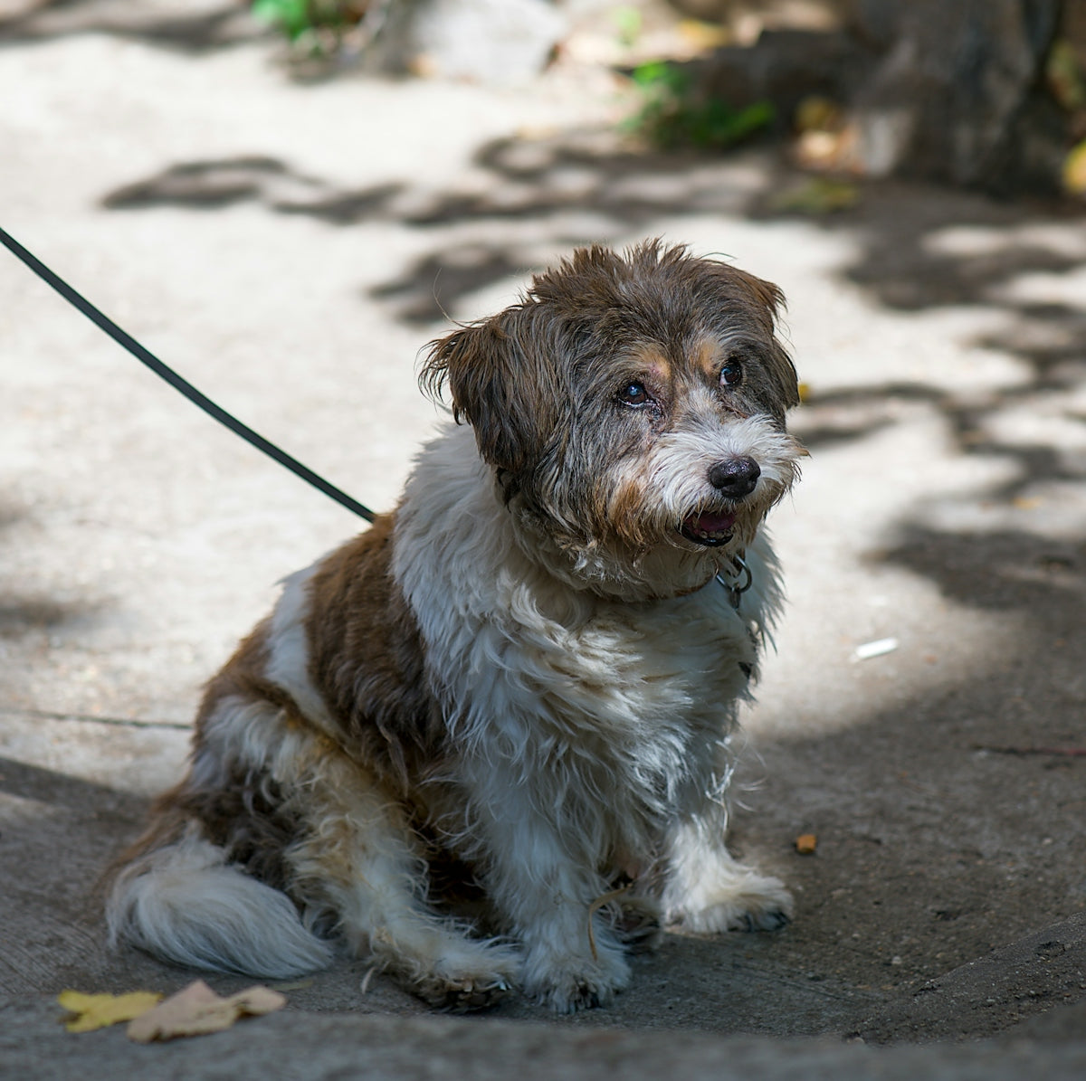 A scruffy terrier mix dog sits on a leash.
