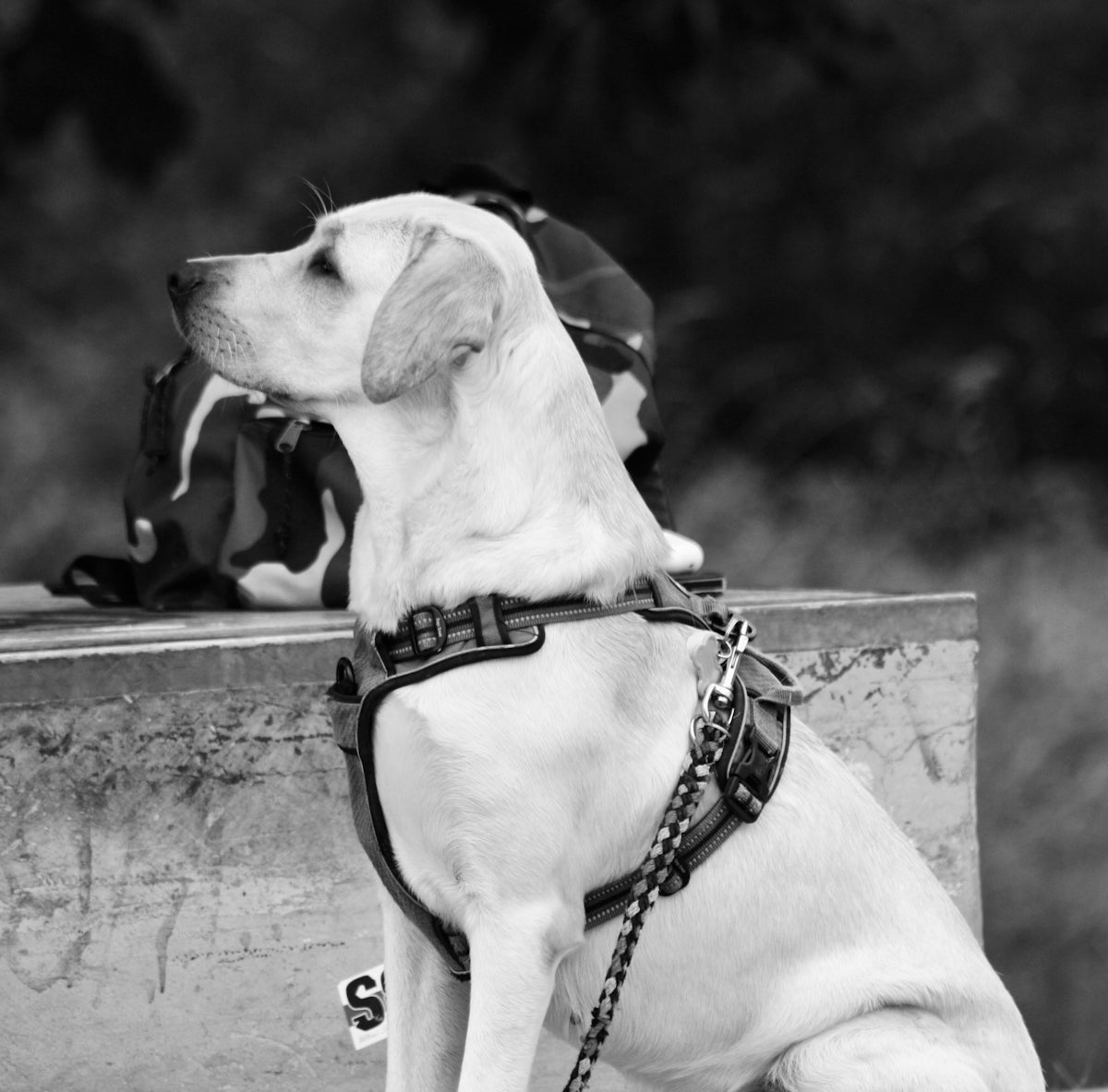 A white dog wearing a harness sits outdoors.