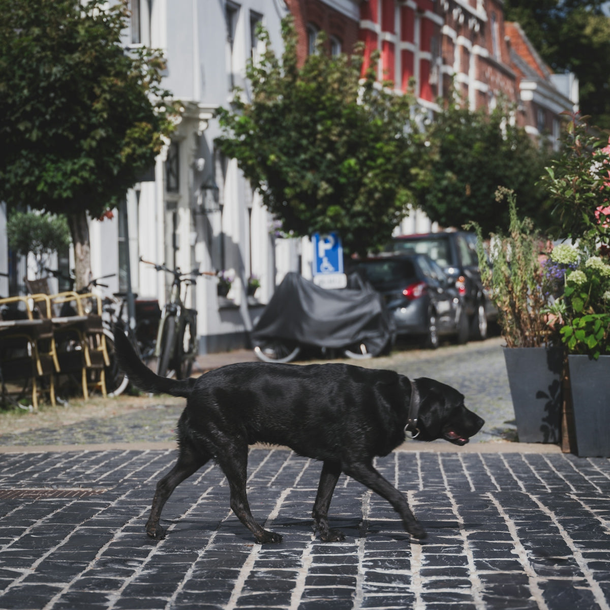 A black dog walks on a cobblestone street.