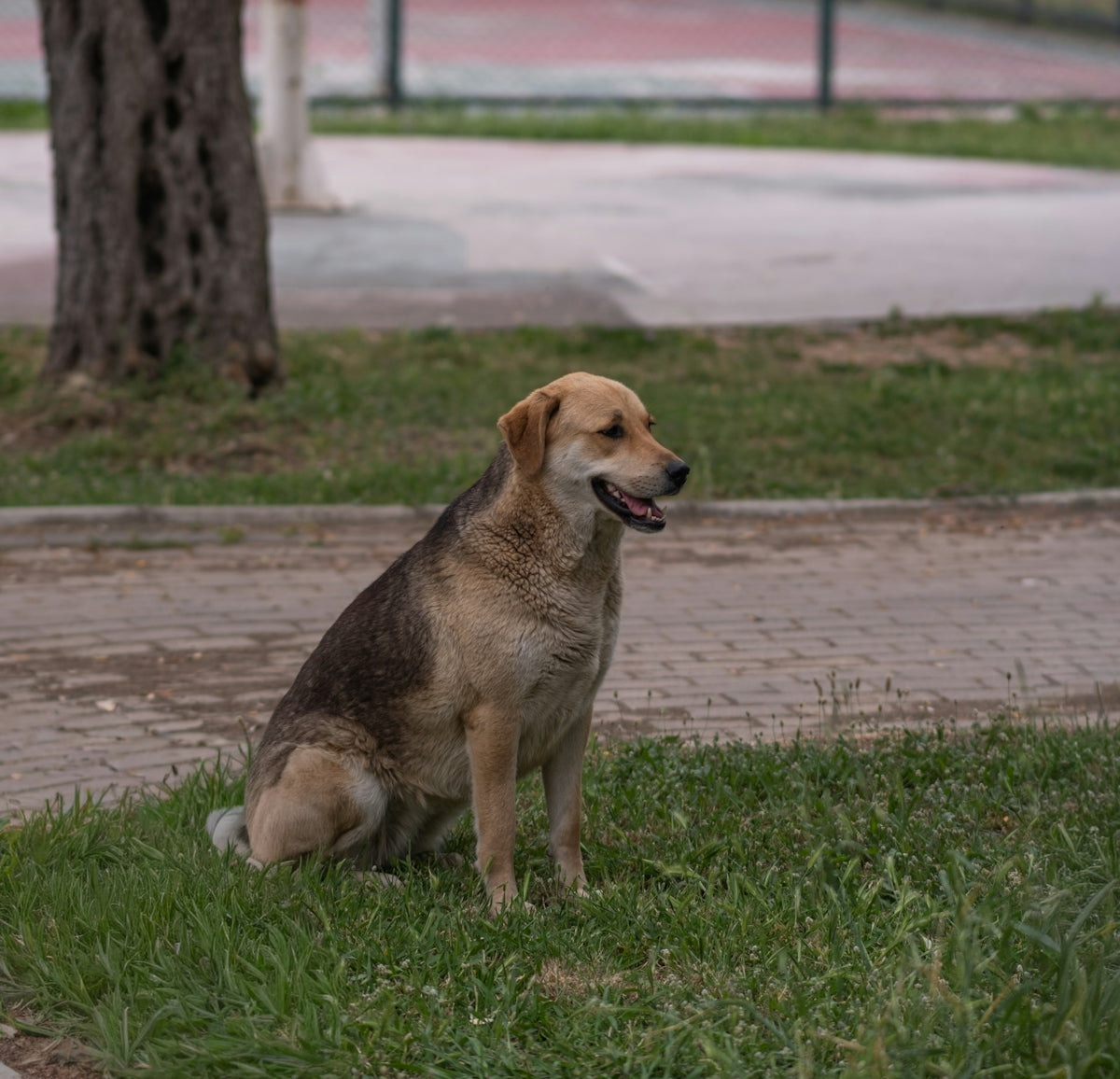 A brown and tan dog sitting on green grass.